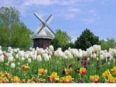 荷蘭市場投資攻略，外國人如何注冊公司？